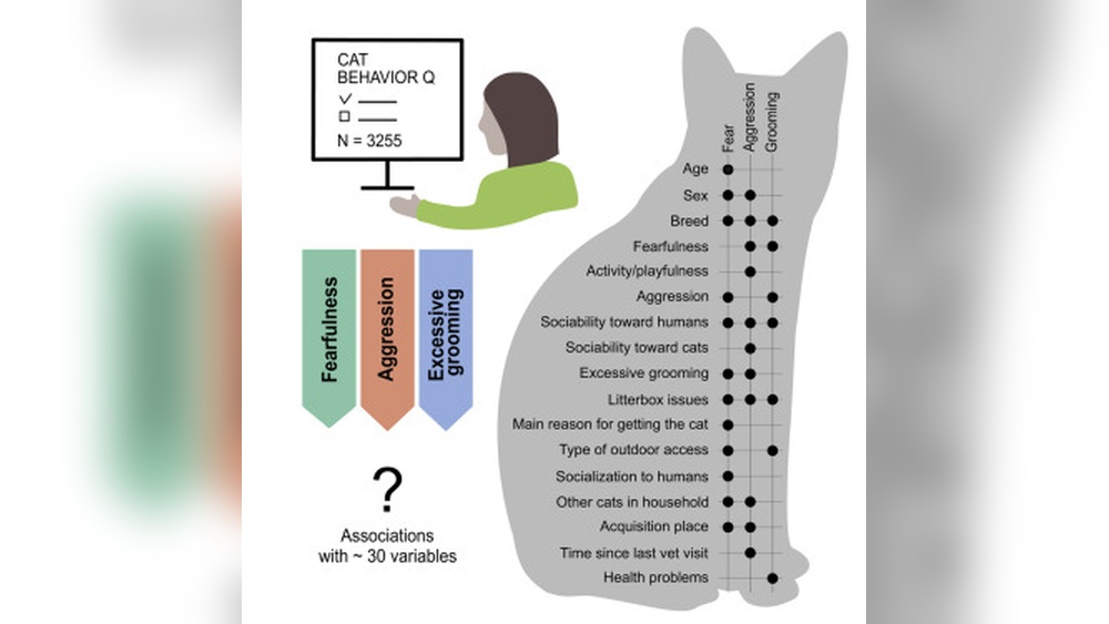 A Domestic Cat Grooming Behavior on Humans: Surprising Signs Explained