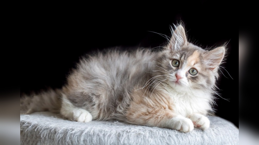 A Hobbyist Cat Breeder Purchases: Essential Tips for Success