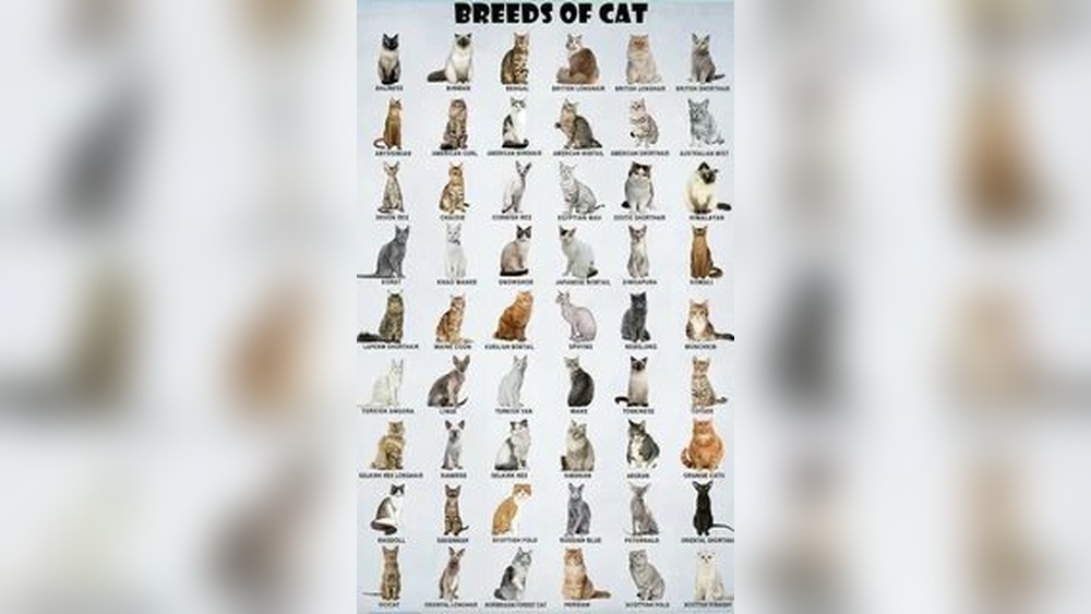 A List of All Cat Breeds: Ultimate Guide to Feline Varieties