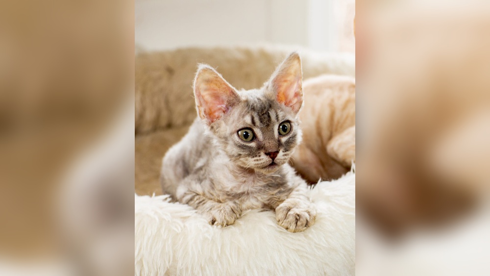 Are Any Cat Breeds Hypoallergenic: Discover Allergy-Friendly Felines