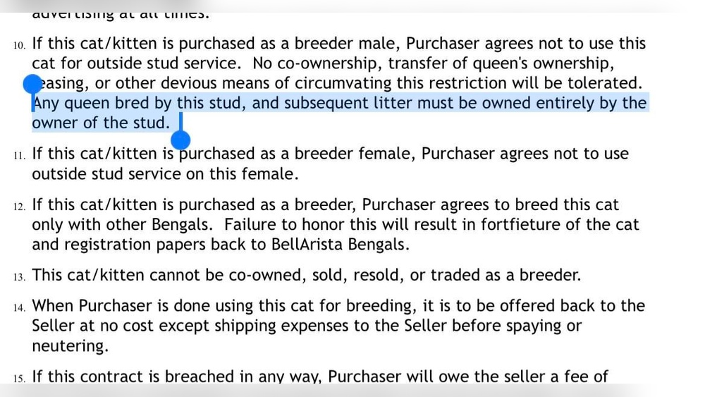 Are Cat Breeder Contracts Enforceable? Essential Legal Insights