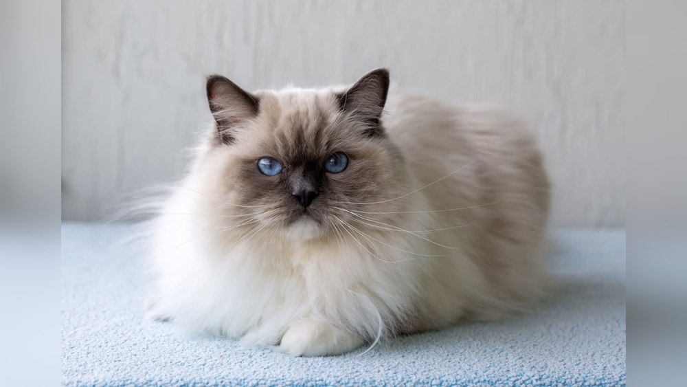Are Some Cat Breeds More Affectionate Than Others? Discover Truths