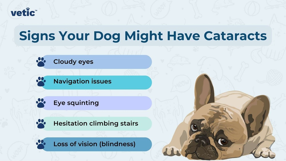 Are Some Cat Breeds More Likely to Go Blind? Surprising Facts Revealed