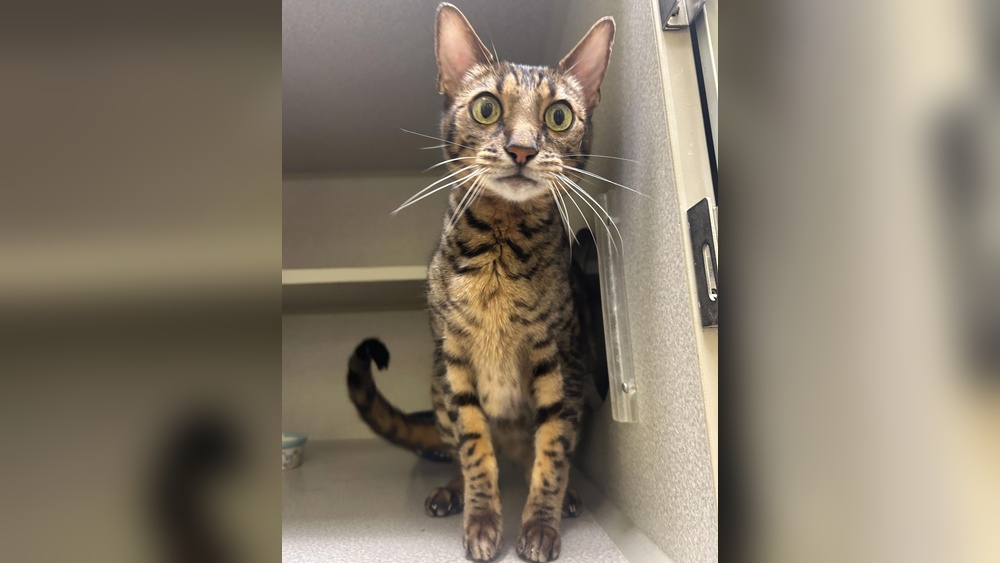 Are There Any Breeds of Cats That Don&39;t Shed? Top Picks