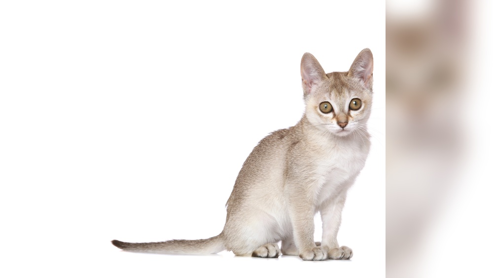 Are There Any Breeds of Cats That Stay Small: Top Tiny Cat Breeds