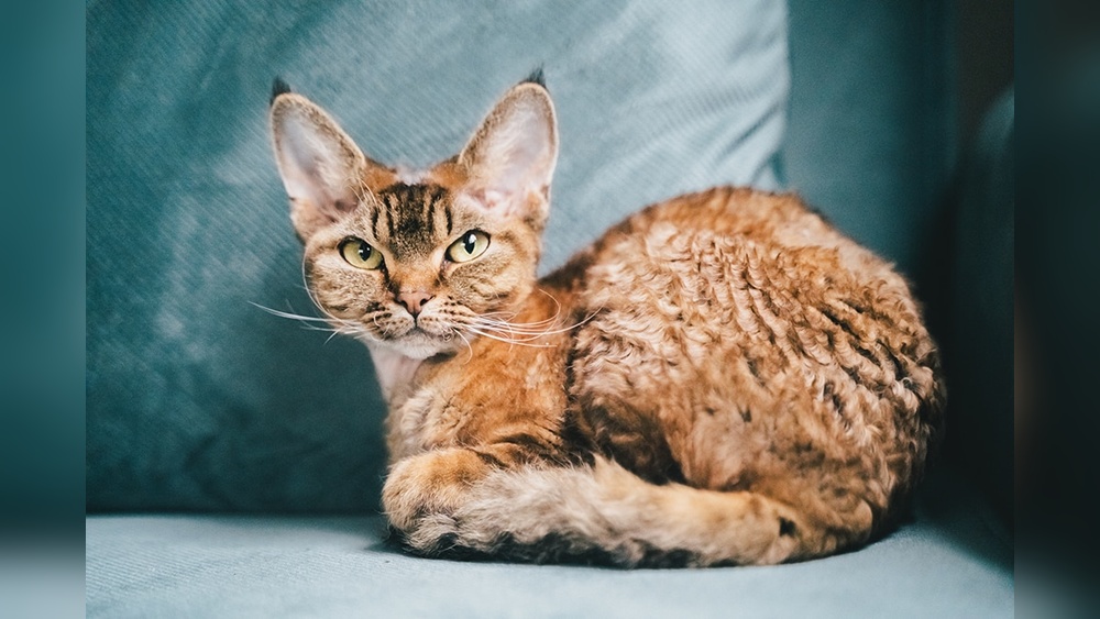 Are There Any Cat Breeds That Don&rsquo;T Shed: Top Low-Shedding Cats