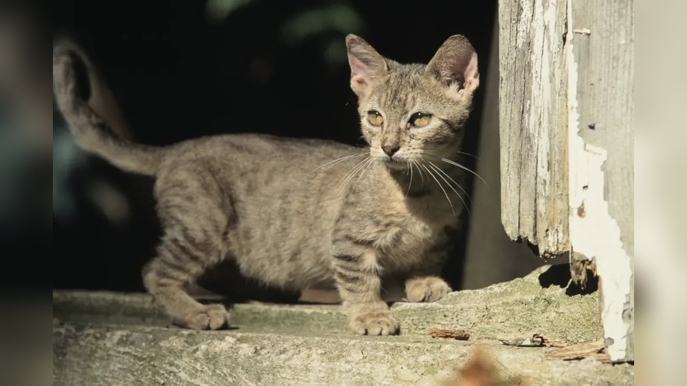 Are There Any Cat Breeds That Stay Small: Top Tiny Feline Breeds