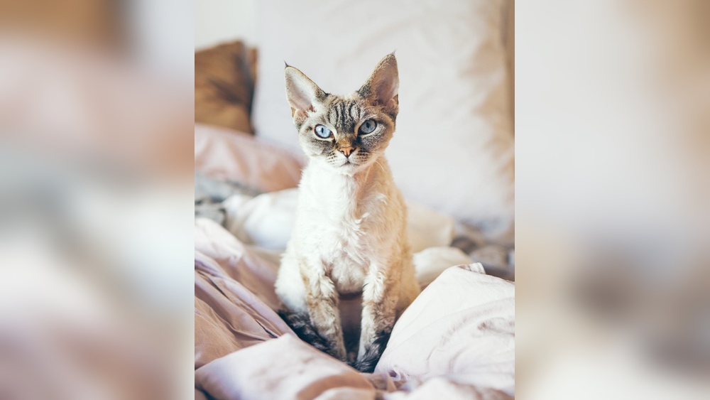 Are There Any Hypoallergenic Cat Breeds: Top Allergy-Friendly Picks