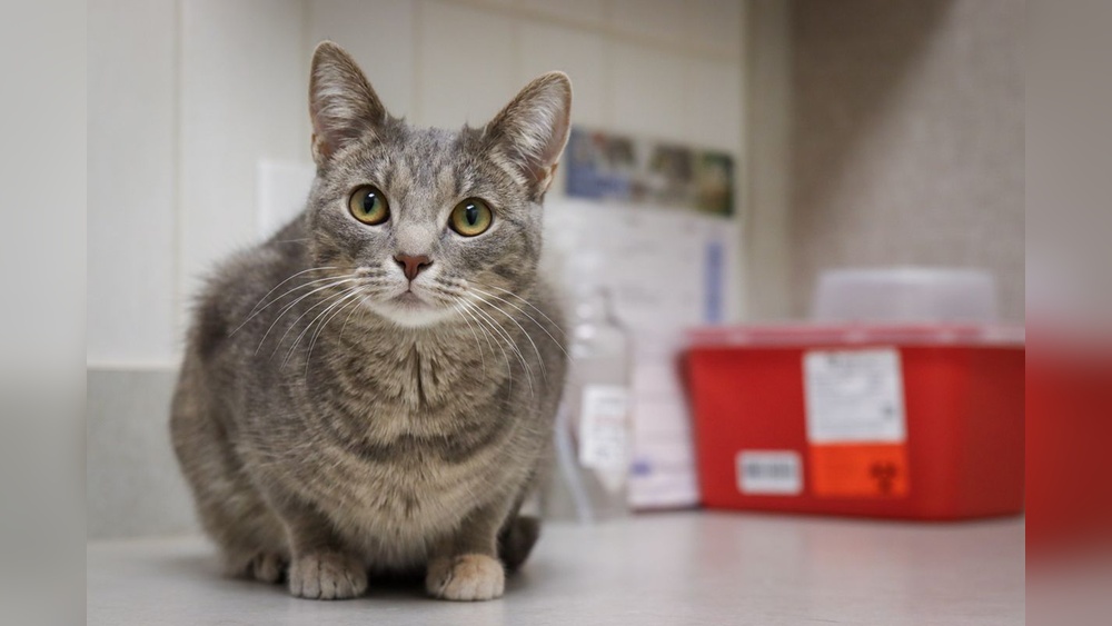 Are There Different Breeds of Tabby Cats: Discover the Truth!