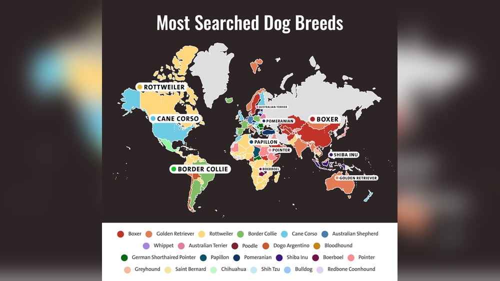 Are There More Cat Or Dog Breeds: Surprising Breed Counts Revealed
