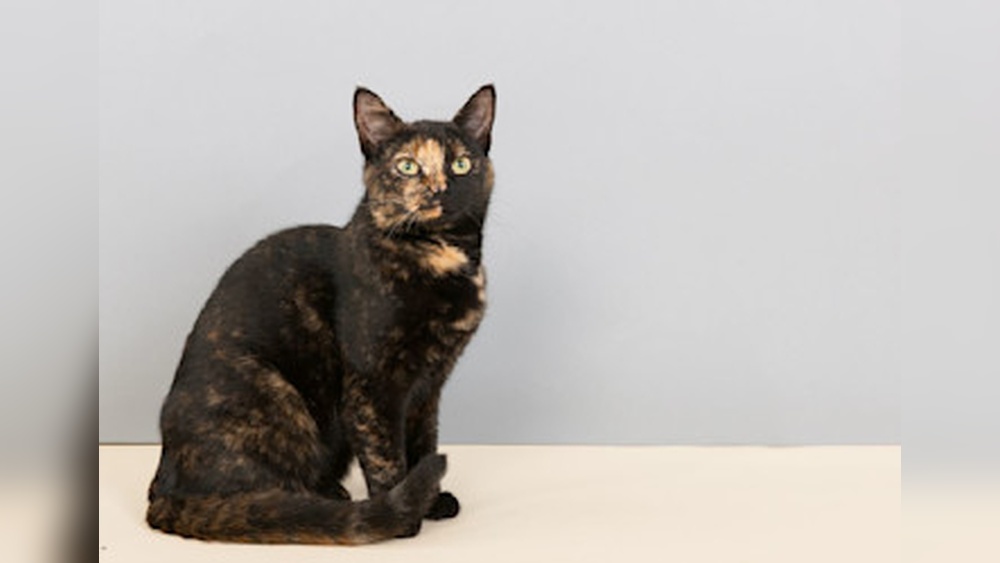 Are Tortoiseshells Smaller Than Other Cat Breeds? Discover Facts!