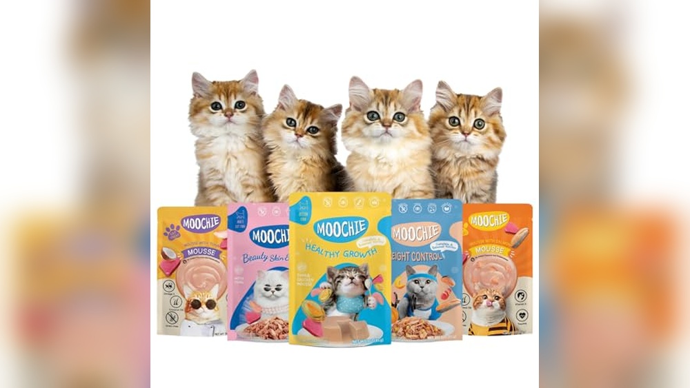 Best Affordable Wet Food for Cats