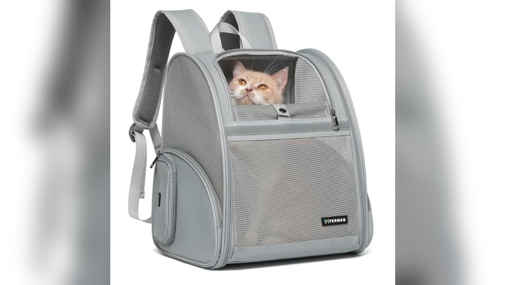 Best Airline to Fly With Cats: Top Pet-Friendly Carriers Reviewed