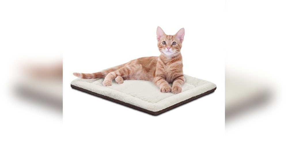 Best Bedding for Outdoor Cats: Top Cozy and Warm Options Reviewed