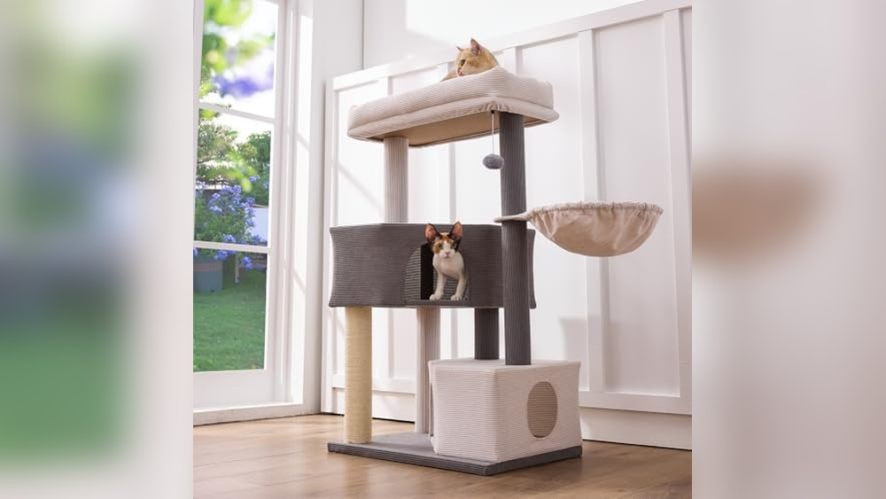 Best Breed of Cat for Apartments: Top Picks and Cozy Cat Furniture Guide