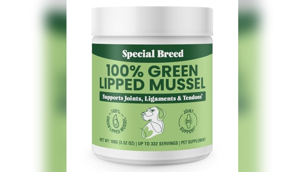 Best Breed of Cat for First Time Owner: Top Friendly Feline Choices