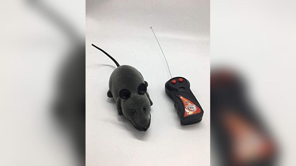 Best Cat Breed for Killing Rats