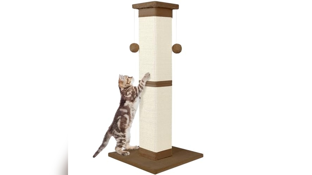 Best Cat Breeds for Apartments: Top Picks and Essential Cat Furniture