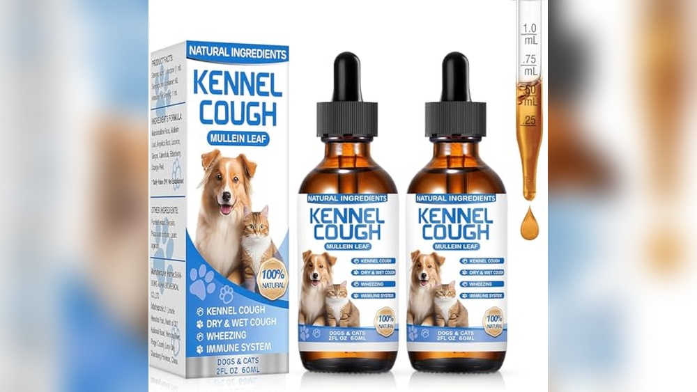 Best Cat Breeds for Dogs: Top Friendly Cats to Welcome at Home