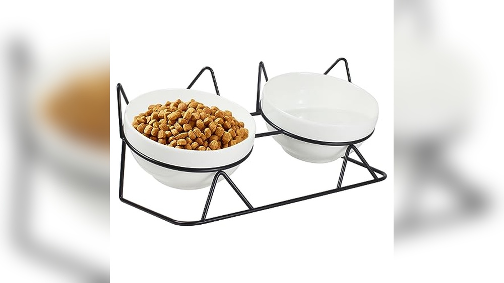 Best Cat Food And Water Bowls for Healthy and Happy Pets