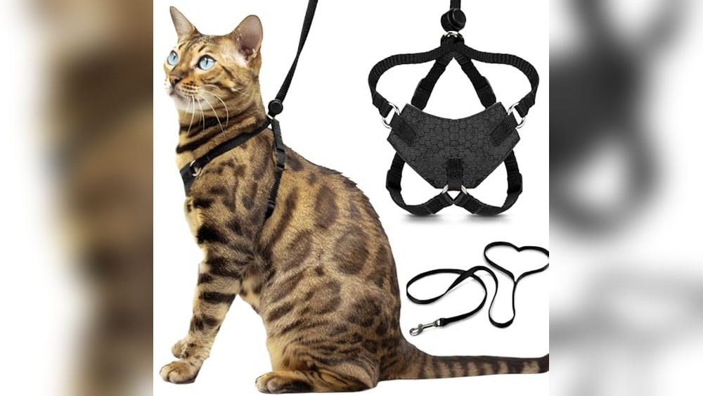 Best Cat Harness for Bengals: Top Escape-Proof Comfort and Control