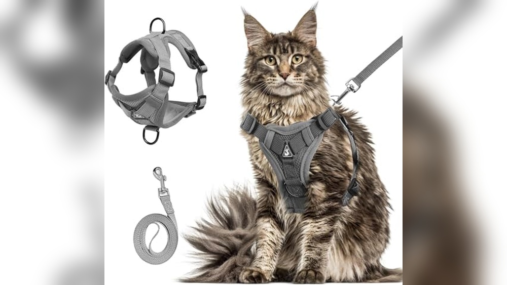 Best Cat Harness for Large Cats