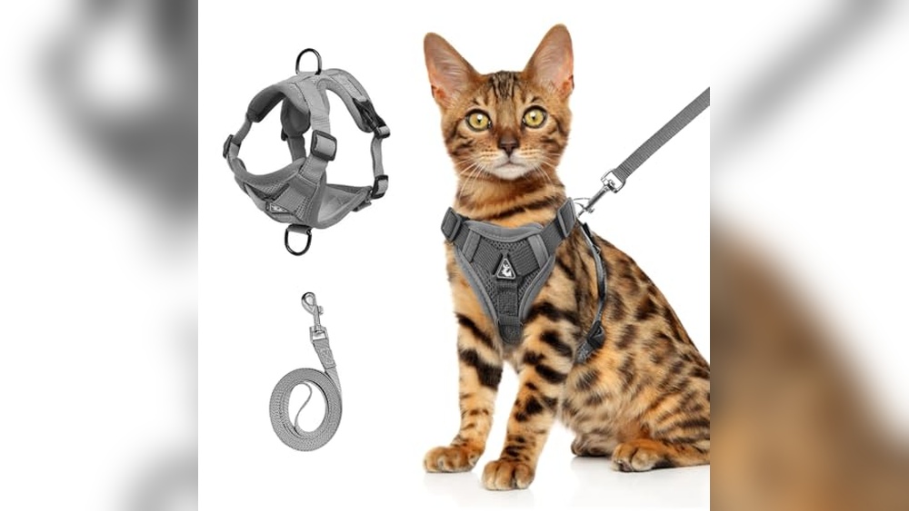 Best Cat Leashes And Harnesses for Safe and Stylish Outdoor Walks