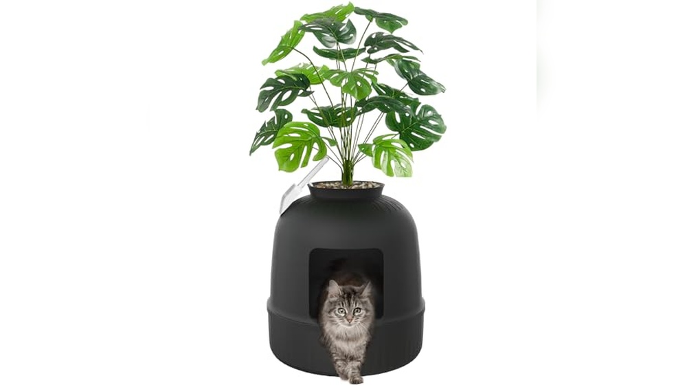 Best Cat Litter for Apartment Living: Top Odor Control and Easy Cleaning