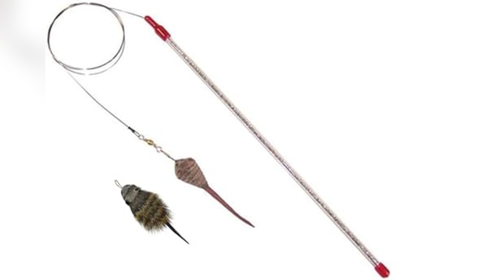 Best Cat to Catch Rats: Top Accessories and Tools for Effective Pest Control