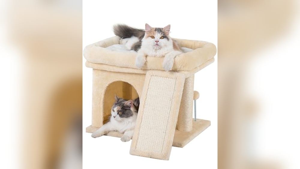 Best Cat Tree for Senior Cats