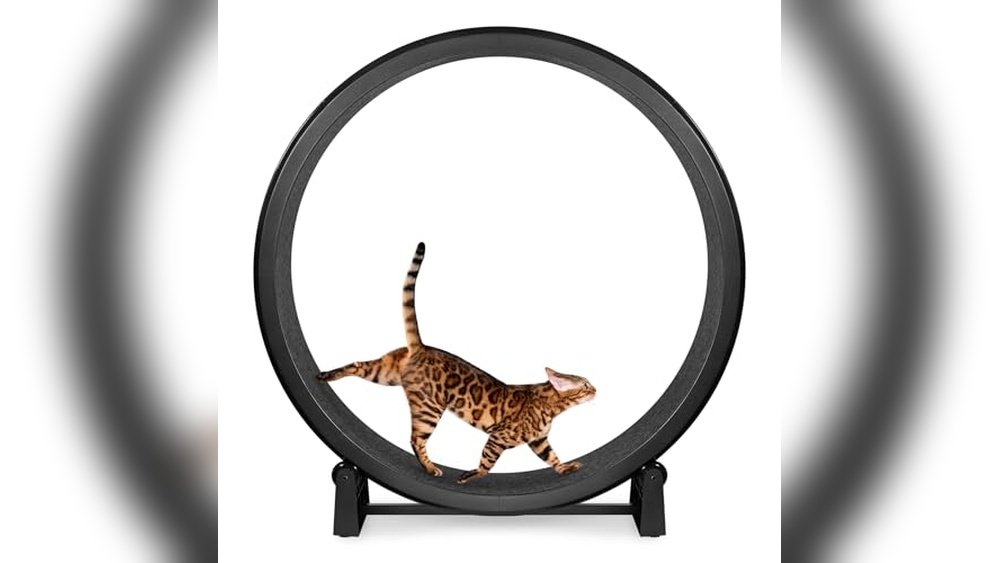 Best Cat Wheel for Bengals: Top Indoor Exercise Wheels Reviewed