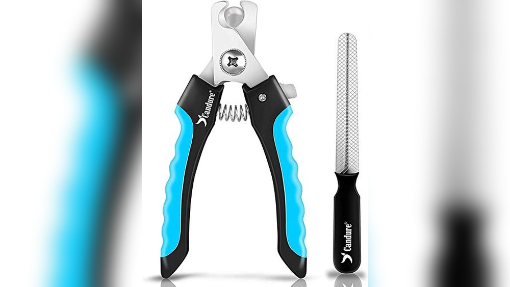 Best Cats to Have As Pets: Top Picks with Must-Have Accessories