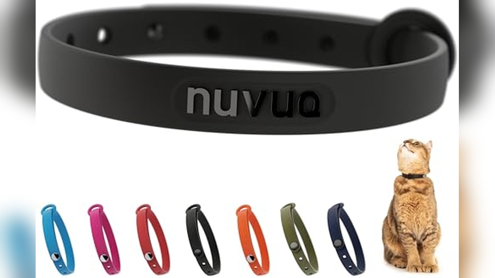 Best Collar for Outdoor Cat: Top Comfortable and Reflective Choices