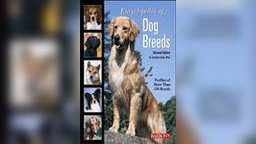 Best Dogs to Have With Cats: Top Breeds That Live Harmoniously