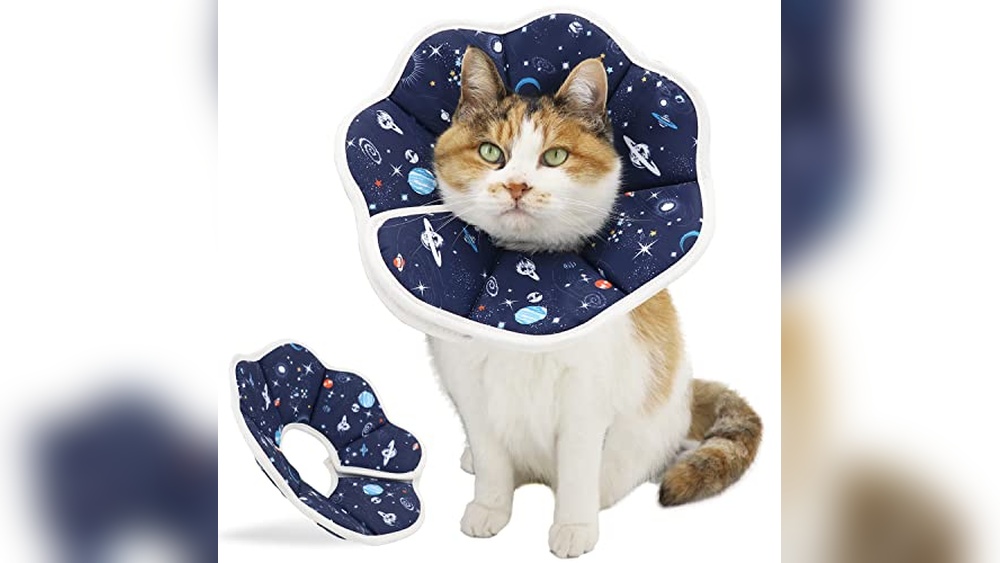 Best E Collar for Cats