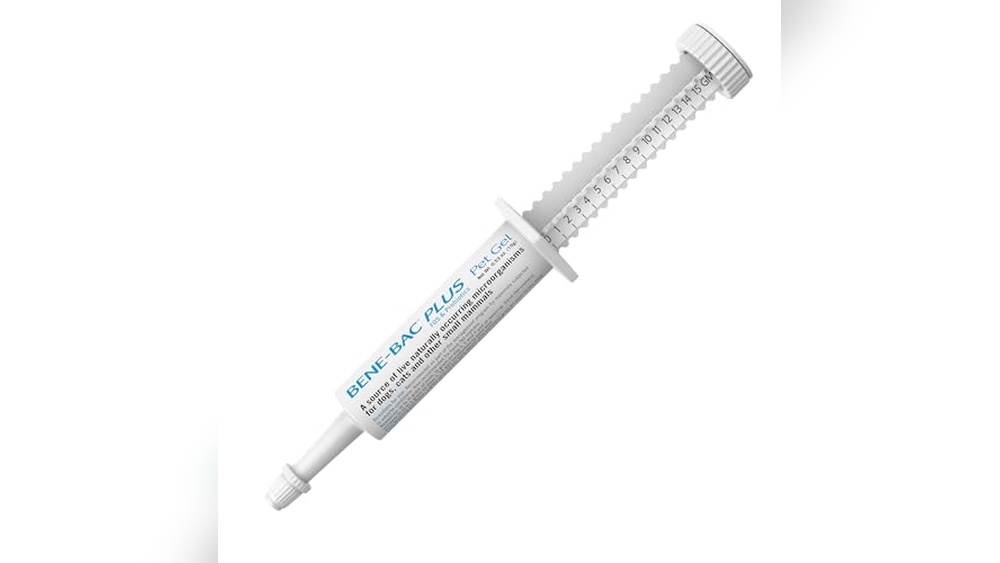 Best Exotic Cat for a Pet: Top Care Products and Treats Reviewed