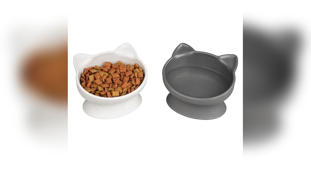 Best Food Bowl for Cat With Cone: Top Elevated No-Slip Bowls Reviewed