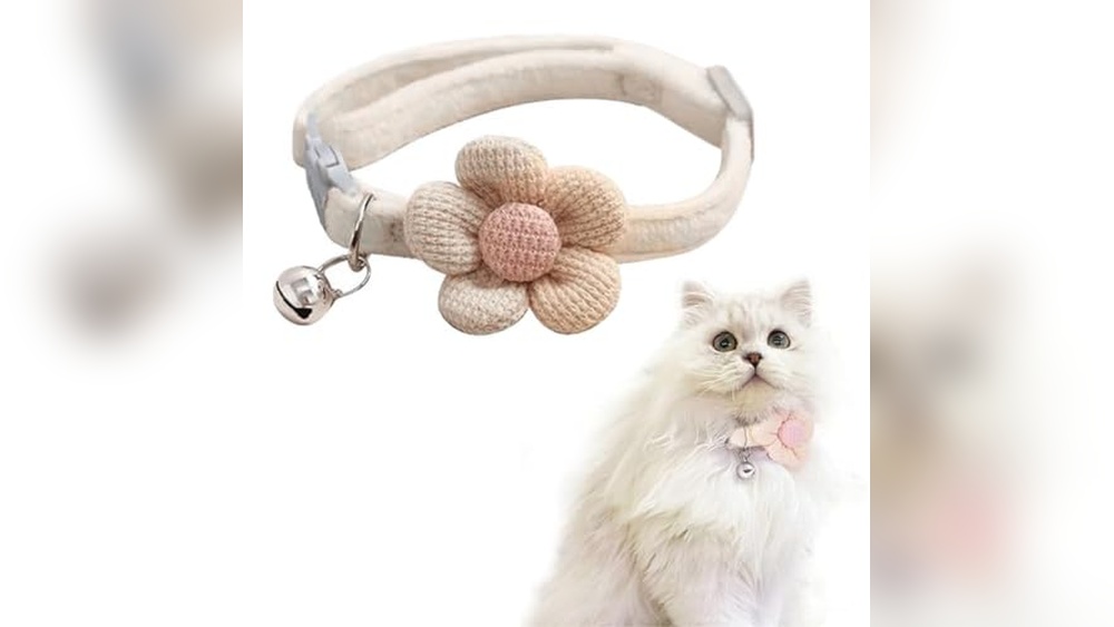 Best Gifts for a Cat: Top Cute Collars, Toys, and Cozy Beds