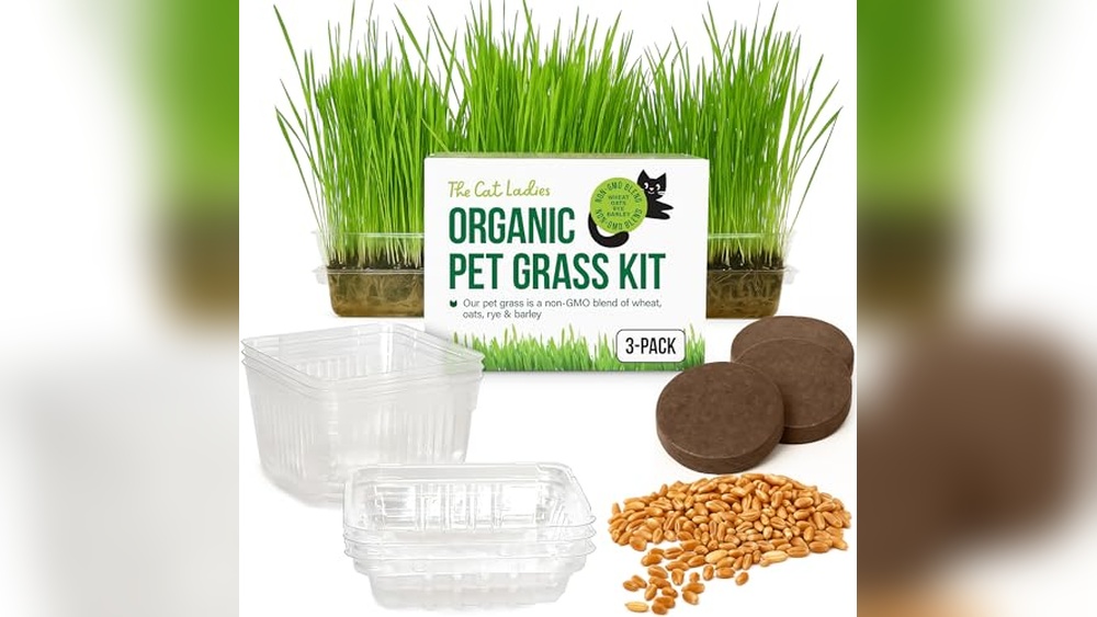 Best Grass for Cats to Eat: Top Organic Indoor Cat Grass Kits Reviewed