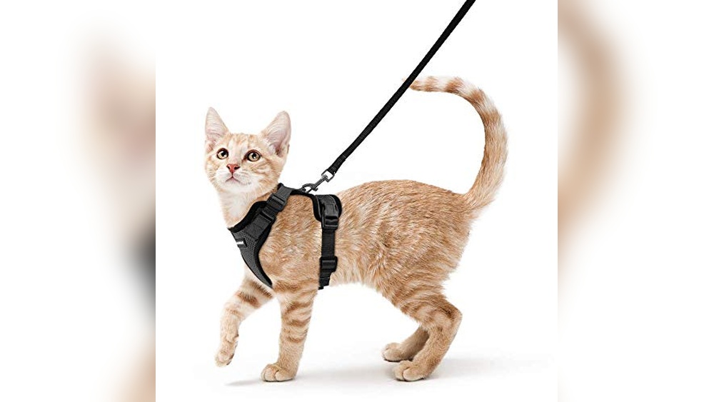 Best Harness for Walking Cats: Top Escape-Proof Soft Adjustable Vests