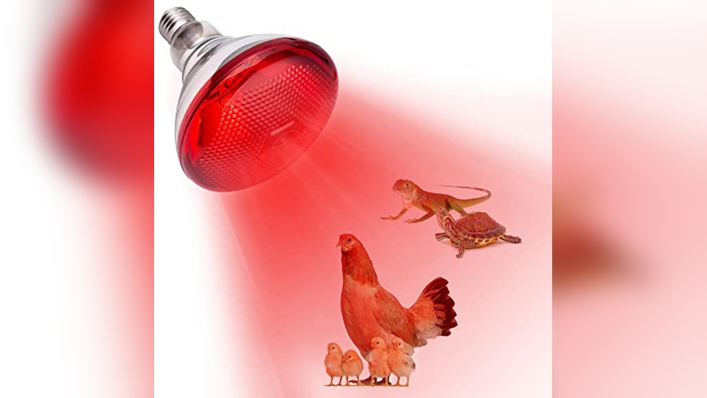 Best Heat Lamp for Cats: Top Cozy and Safe Heating Solutions