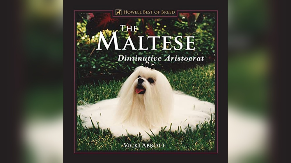 Best House Cat for Families: Top Friendly and Loving Cat Breeds