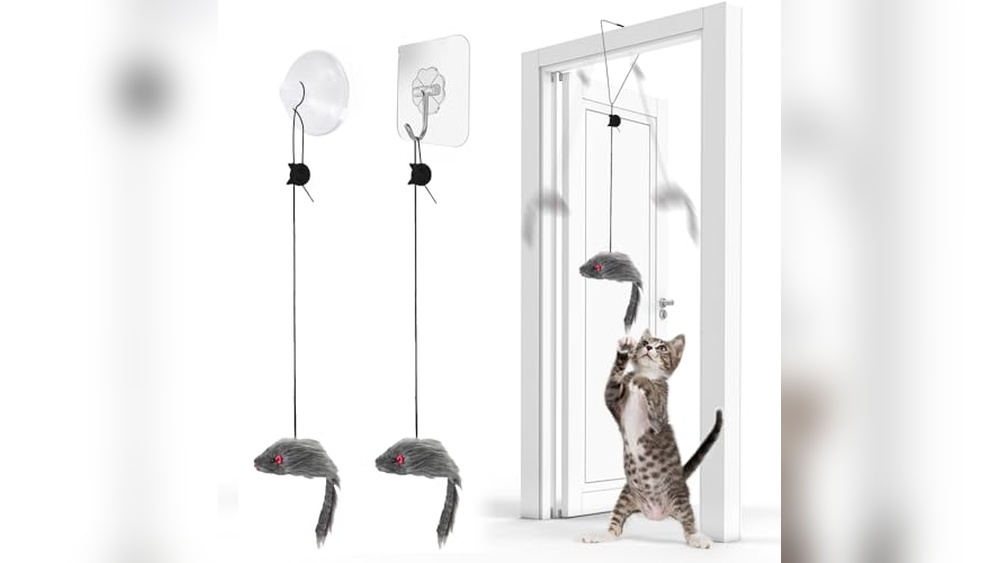 Best Indoor Cats for Family: Top Interactive Toys and Cozy Beds