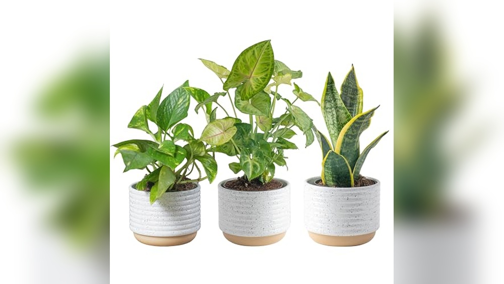 Best Indoor Plants for Air Purification Safe for Cats: Top Picks