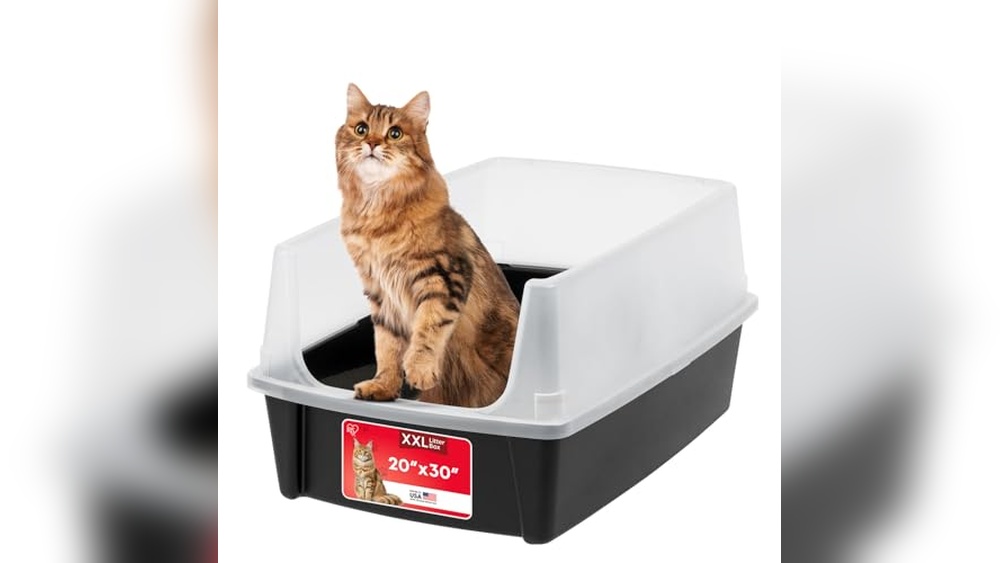 Best Kitty Litter Box for Multiple Cats: Top Picks for Easy Cleaning