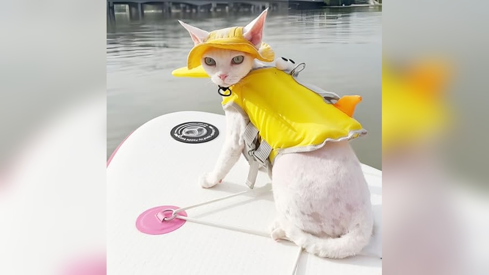 Best Life Jackets for Cats: Top Safety Vests for Swimming Adventures