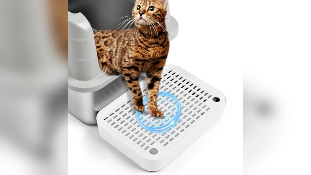 Best Litter for Cats With Pillow Foot: Top Comfortable Picks Reviewed