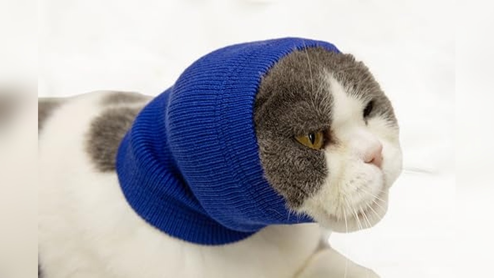 Best Over the Counter Ear Mite Medicine for Cats: Effective Relief Options