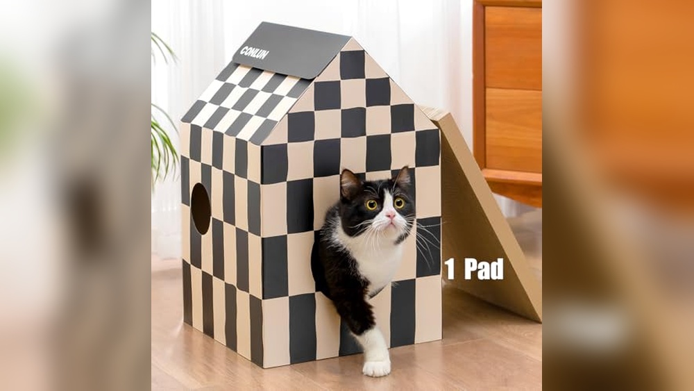 Best Places to Scratch a Cat: Top Indoor Scratchers and Relief Solutions