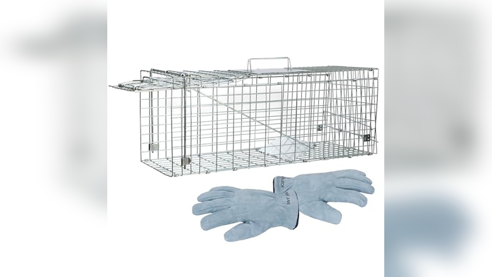 Best Way to Catch a Stray Cat